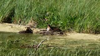 Lintu pesällä osa 2