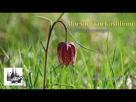 Mocsári kockásliliom