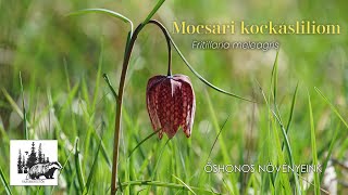 Mocsári kockásliliom – fajismertető videó