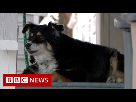 狗狗從死去的主人那裡繼承了500萬美金 - BBC News (Dog inherits $5 million from deceased owner - BBC News)