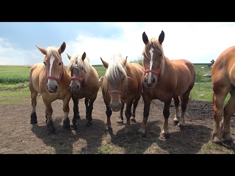 In vizita la stana domnului Petre Tulai de la Luna, Cluj - Cu dl. Mihai, Sebi si Cristi - 2020 Nou!