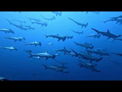 Hammerhead Sharks Schooling - BBC Earth