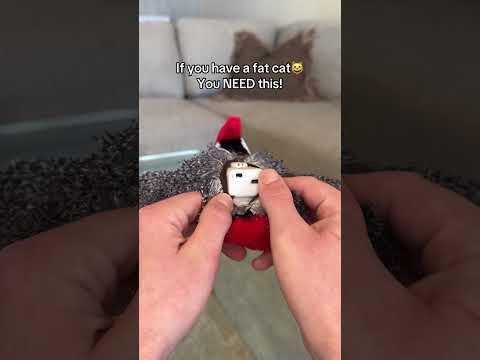 You have to get this🤣 #cats #cattoys #kitten #fyp