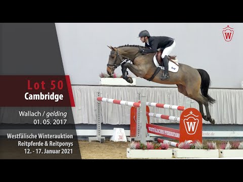 Winterauktion Reitpferde & Reitponys Lot 50 Cambridge Hengst v. Coupe Gold - Canturo