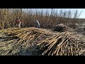 Cultivando caña de Azúcar en el estado de Morelos(zafra 20-21 corte de caña quemada)