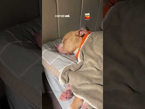 Preguiça de milhões: Cachorro dorme igual a humano e encanta as redes sociais