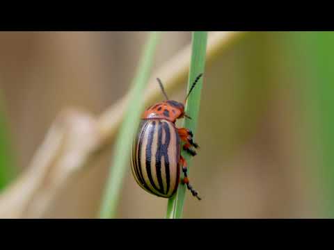 , title : 'Potato Beetle #2 | Kumbang Kentang | On de Line'