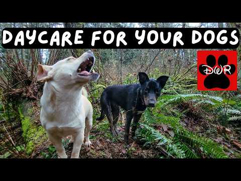 🐕‍🦺💜 Daycare for your dog!  Dogs can't resist this Video! 🐕‍🦺🐕🌦🌲