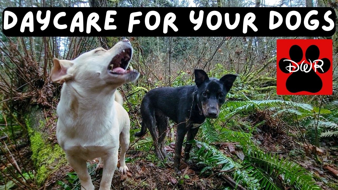 🐕‍🦺💜 Daycare for your dog!  Dogs can't resist this Video! 🐕‍🦺🐕🌦🌲