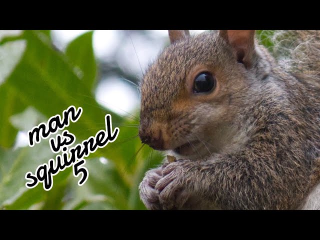 Man vs Squirrel 5 - The squirrels will swing Banner