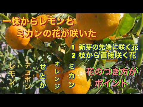 園芸 とてもおしゃれな柑橘類、レモンキャビア