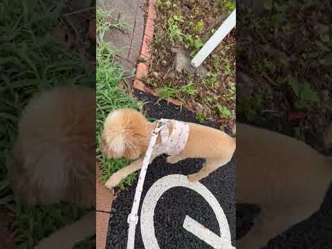 経営学科 草が気になるトイプードル12ヶ月 #toypoodle #トイプードル