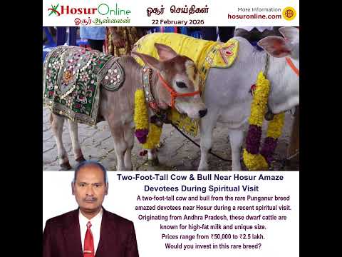 Rare Two-Foot-Tall Punganur Cow and Bull Draw Attention Near Hosur