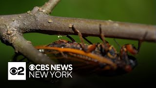 Cicada Brood 14 to emerge in 2025 after 17 years underground