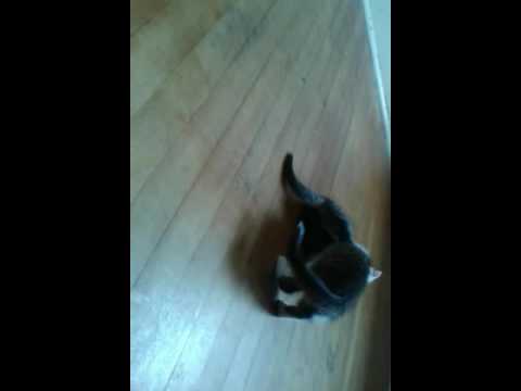 Cat fight alana and skyler