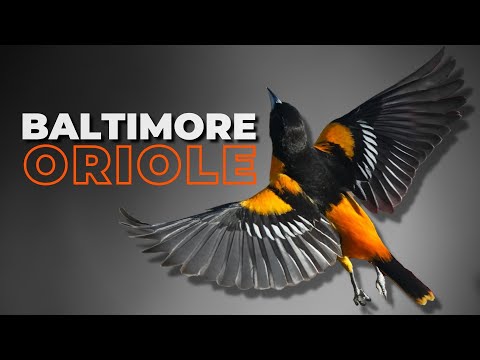 Trupiál vlhovitý (Icterus galbula) — spev a hlas v prírode
