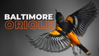 Download lagu Burung Oriole Baltimore | Favorit Para Pengamat Burung mp3