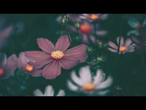 Jules Gaia - Best Of - Electro Swing Music