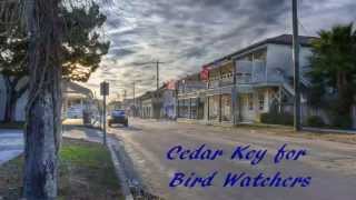 preview picture of video 'Bird Watching in Cedar Key'