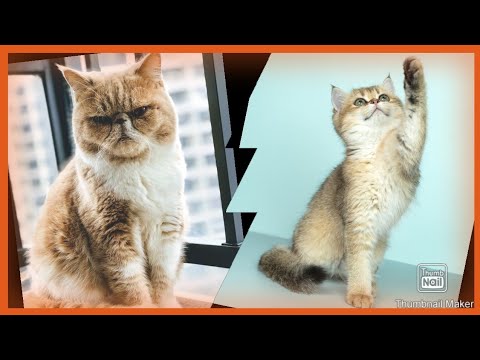 funny cats