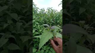 Download lagu Daun rompes atau bandotan bagus buat obat luka dan lambung mp3 Download lagu Daun rompes atau bandotan bagus buat obat luka dan lambung mp3