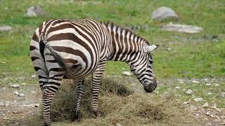 October 8th - Prophet of Galilee