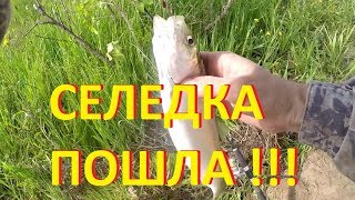 Снасти для ловли селедки на спиннинг