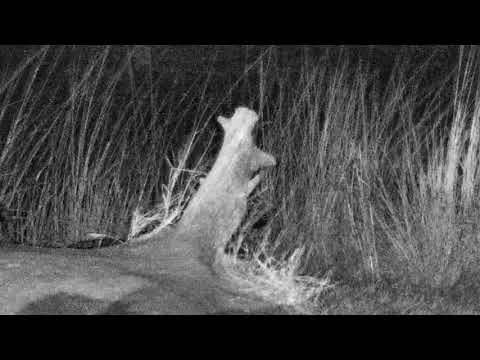 Djuma: Hosana was alone again but then Thandi returned to pan area-Pt:1 - 21:06 - 07/27/18