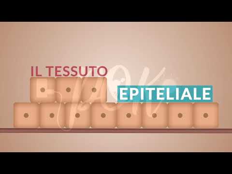 Biologia: Tessuto epiteliale