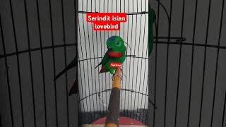 Download lagu Serindit isian lovebird #serindit #serinditgacor #masteranmurai mp3
