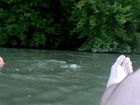 arrival79xxx swiming on river jiu at craiova