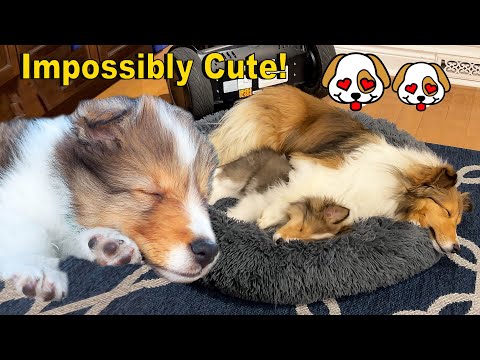 Bringing our Puppy to his Forever Home ❤️🐶❤️ a Travel Adventure part 3 on Cricket Chronicles e218