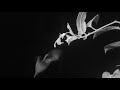 Bats as Pollinators: Burmeistera- A Tropical Bellflower