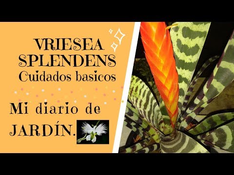 , title : 'LA BROMELIA VRIESIA SPLENDENS CUIDADOS BASICOS, Mi diario de Jardin'