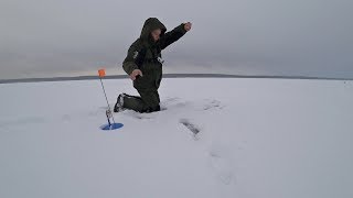 Ловля на жерлицы зимой для начинающих