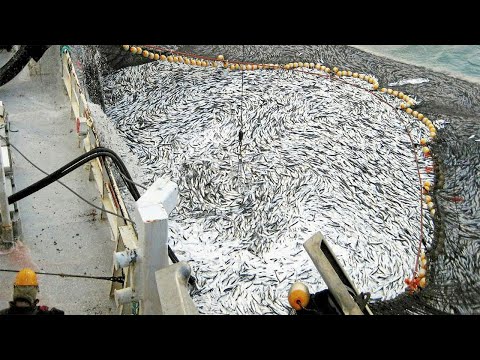 Amazing Catching Thousands Tons of Fish With Modern Big Boat - Fastest Giant Net Fishing on the sea
