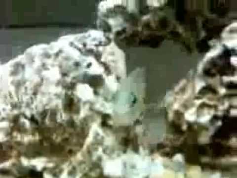 peacocks fry with their mom