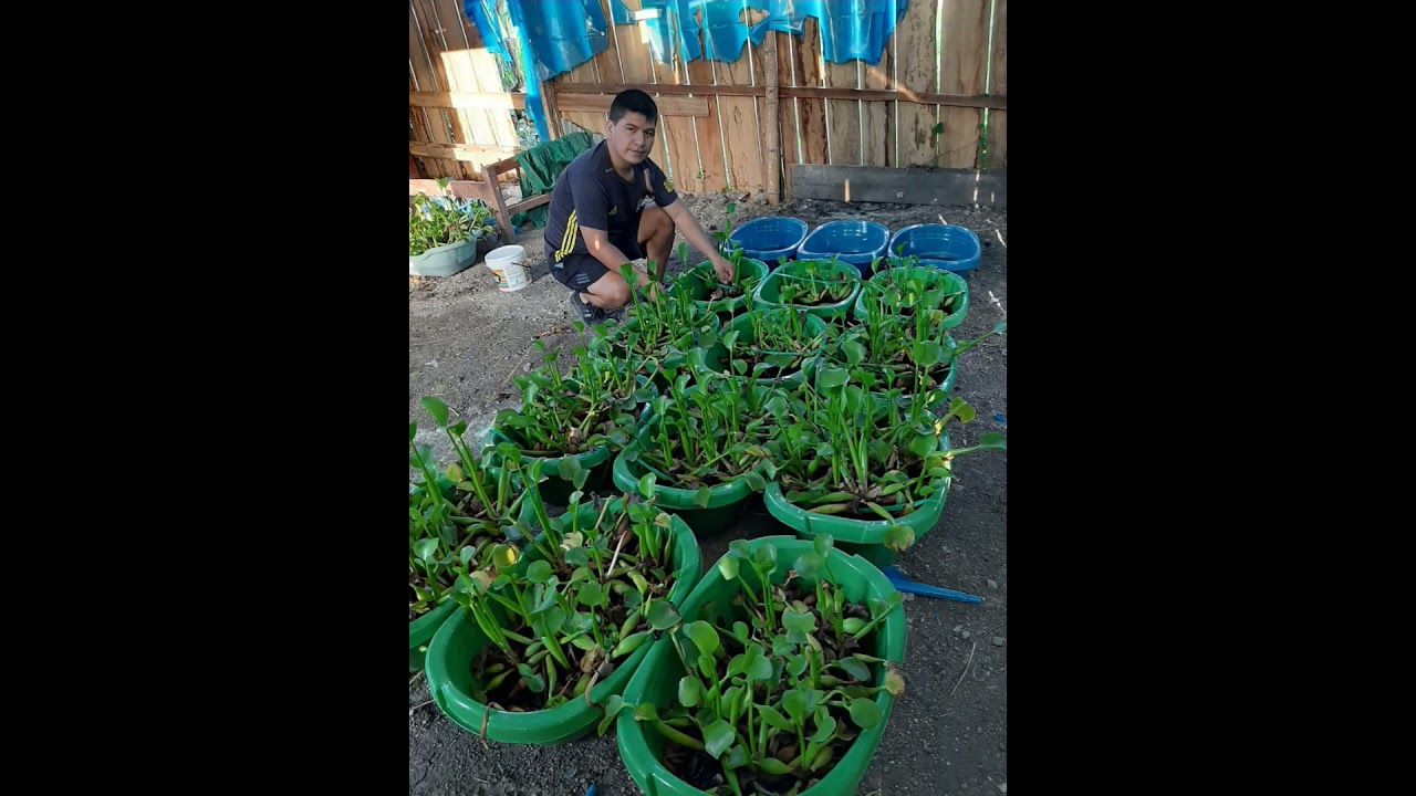 Efecto de la especie Macrófita  Jacinto de Agua en el agua residual