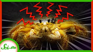 Ghost Crabs Take Stomach Growling to a Whole New Level