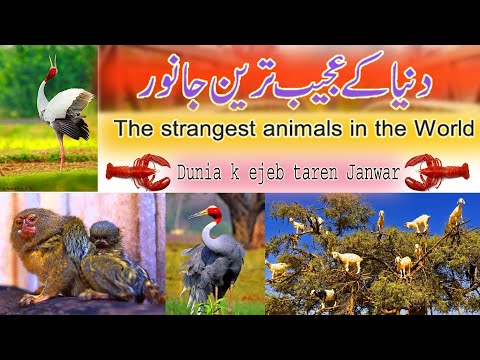 The strangest animals in the World Dunia k ejeb taren janwar-Malomat zindagi