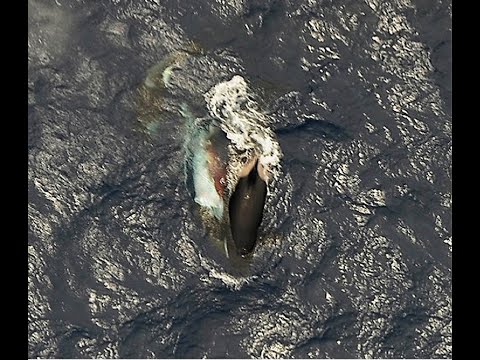 Killer Whales vs Giant Squid