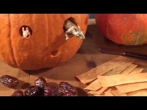 Martha's Favorite Ideas for a Halloween Party - Martha Stewart