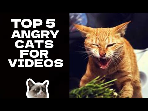 Angry Cat Sounds Effects | Pet Audio Paradise SFX