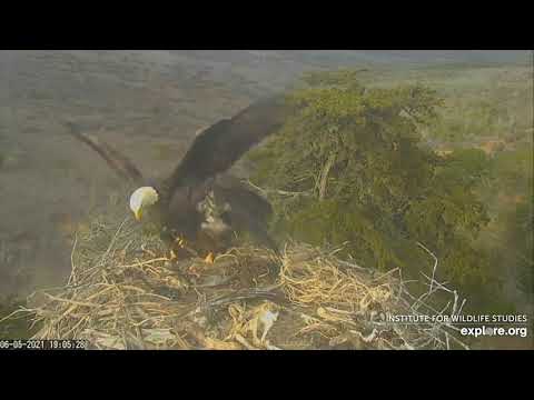 06-05-21 Sauces Canyon eagles; Dina flying around nest, gets a fish drop by Mom?