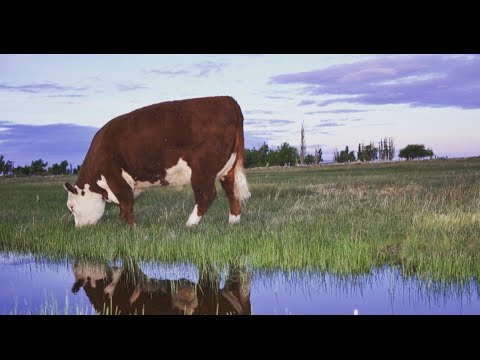 SAN MARON + NORMAN CATTO