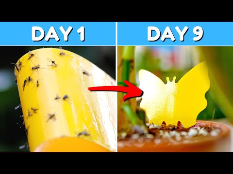 The ONLY Way To 100% Kill Fungus Gnats