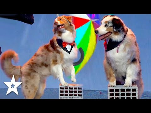 מופע של כלבים מבצעים ריקוד חינני ל"שיר אשיר בגשם"