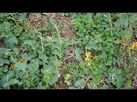 Raps mit Begleitsaat (FEB 2022)