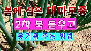 [텃밭농부 1,468]  대파모종 심은 밭에 2차 북돋우고 웃거름 주는 방법 #대파재배