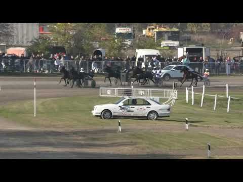 Trka "Sala Miraž Subotica" 08.11.2020 Cash Royal - Antun Horvatski